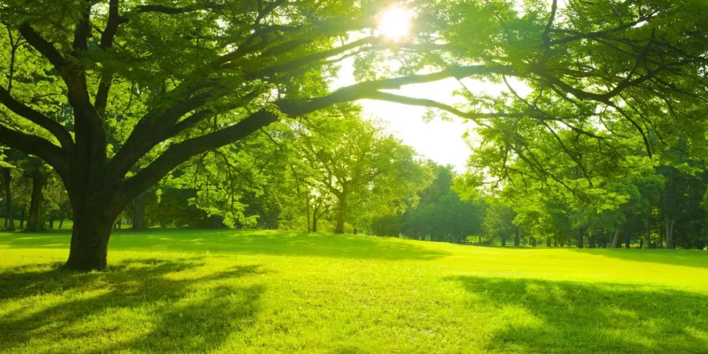 What Are the Key Elements of a Sustainable Garden? What Are the Key Elements of a Sustainable Garden?